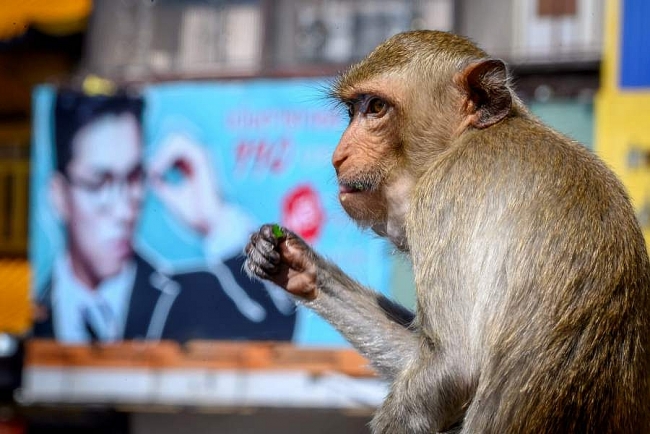 Western retailers boycott Thai coconuts over inhumane monkey labour
